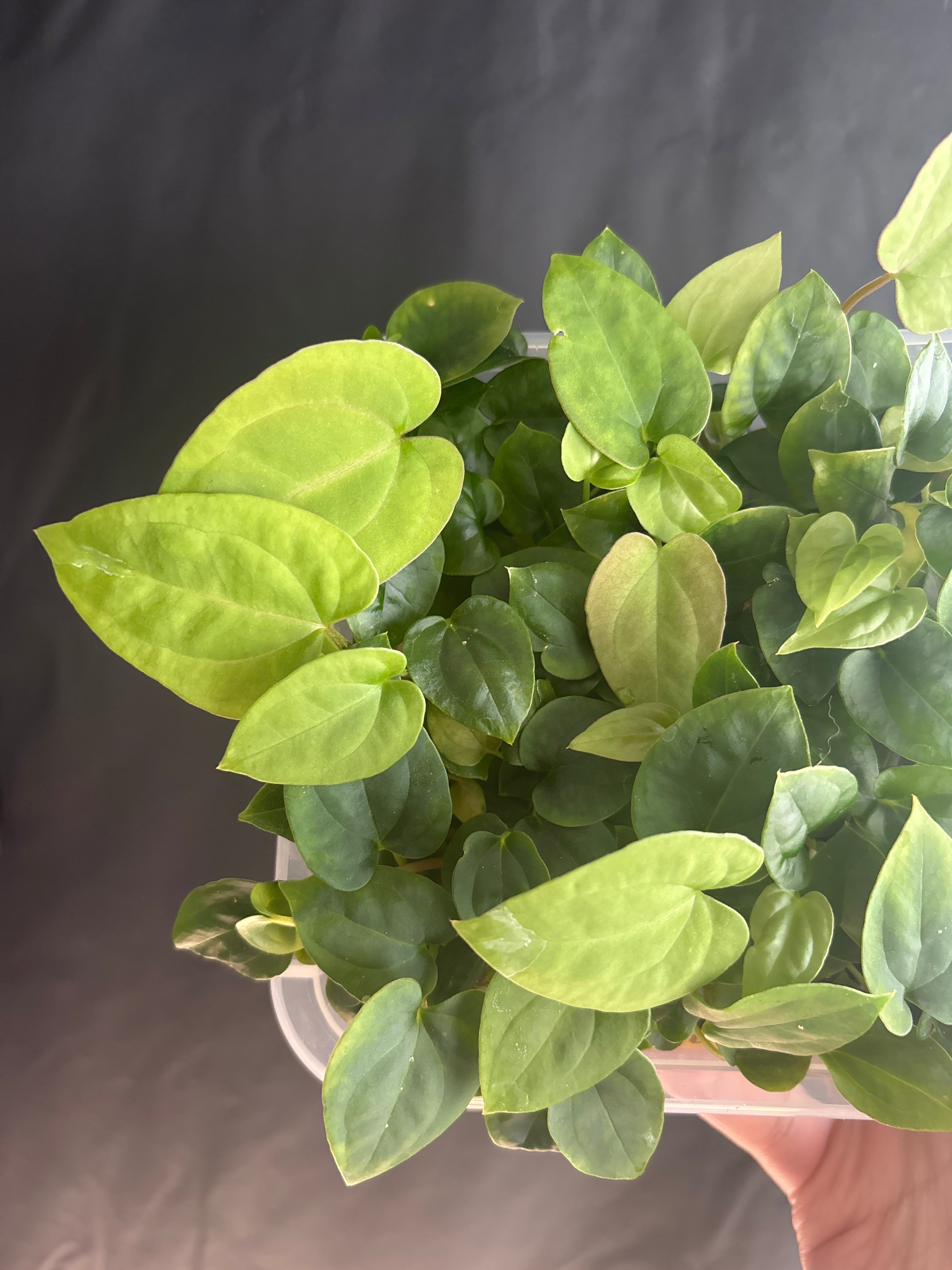 (Papi RA6 x dressleri PM2) x (Papi ‘Ree Gardens’ x dressleri ‘Eastern Panama’)