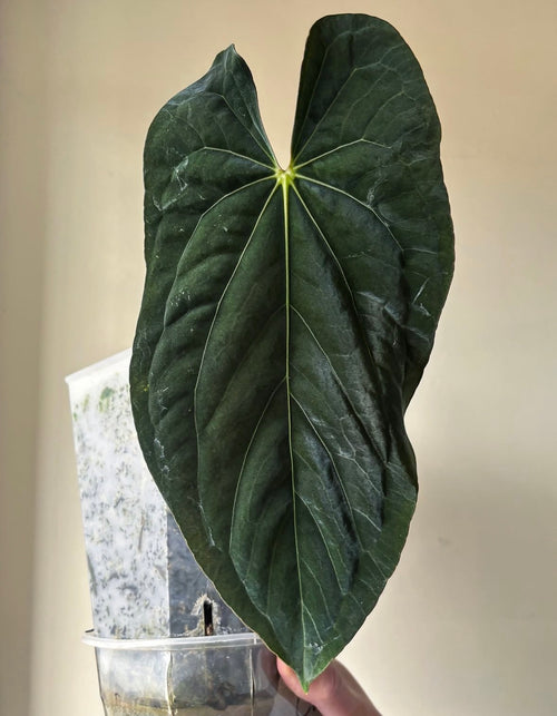 (Papi RA6 x dressleri PM2) x (Papi ‘Ree Gardens’ x dressleri ‘Eastern Panama’)