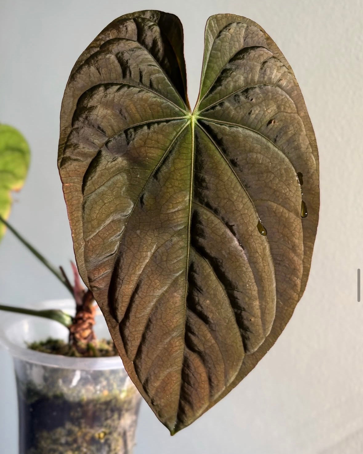 (Papi RA6 x dressleri PM2) x (Papi ‘Ree Gardens’ x dressleri ‘Eastern Panama’)