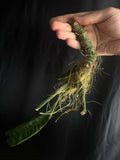 Anthurium pallidiflorum XL chunk