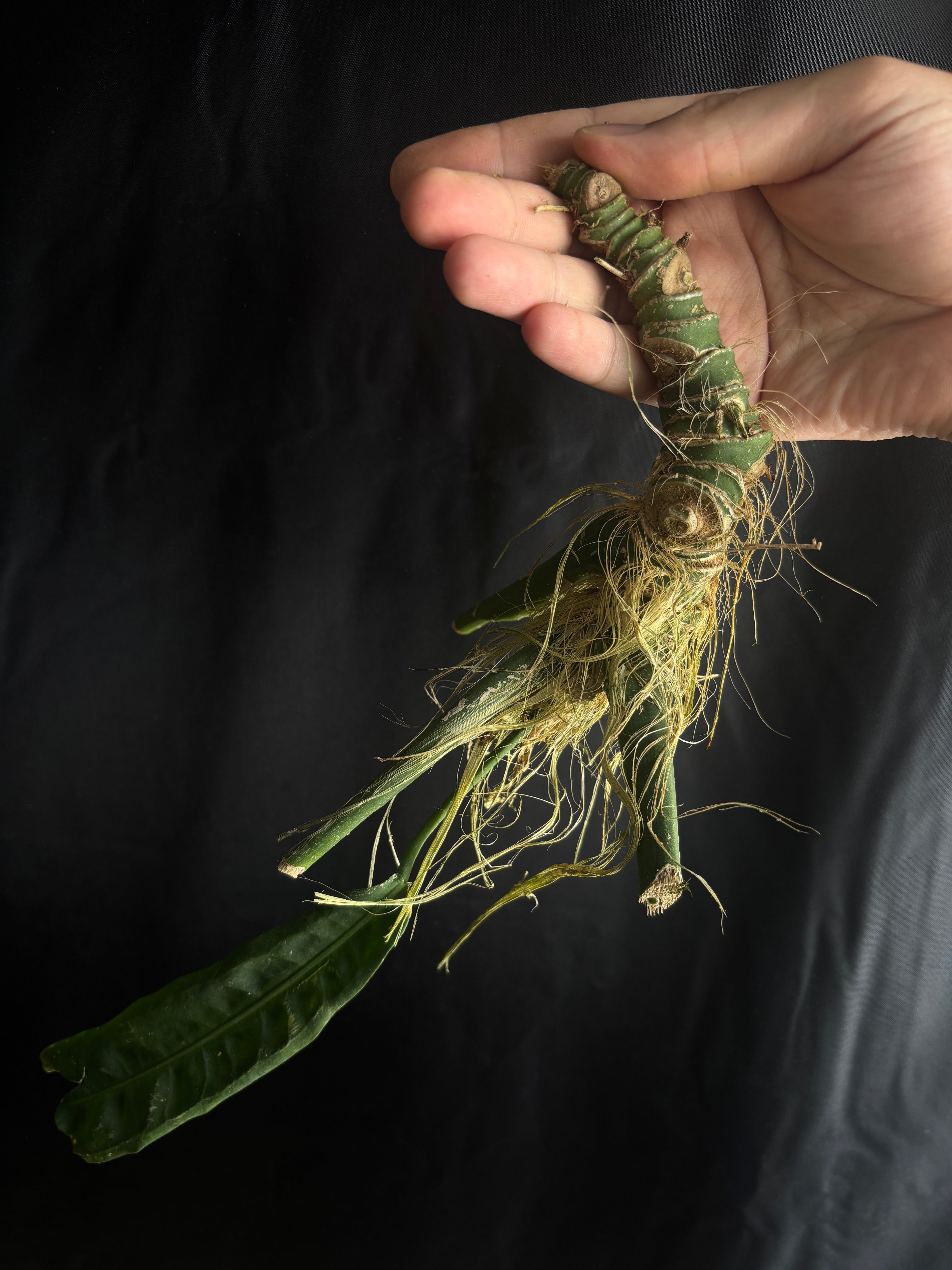 Anthurium pallidiflorum XL chunk