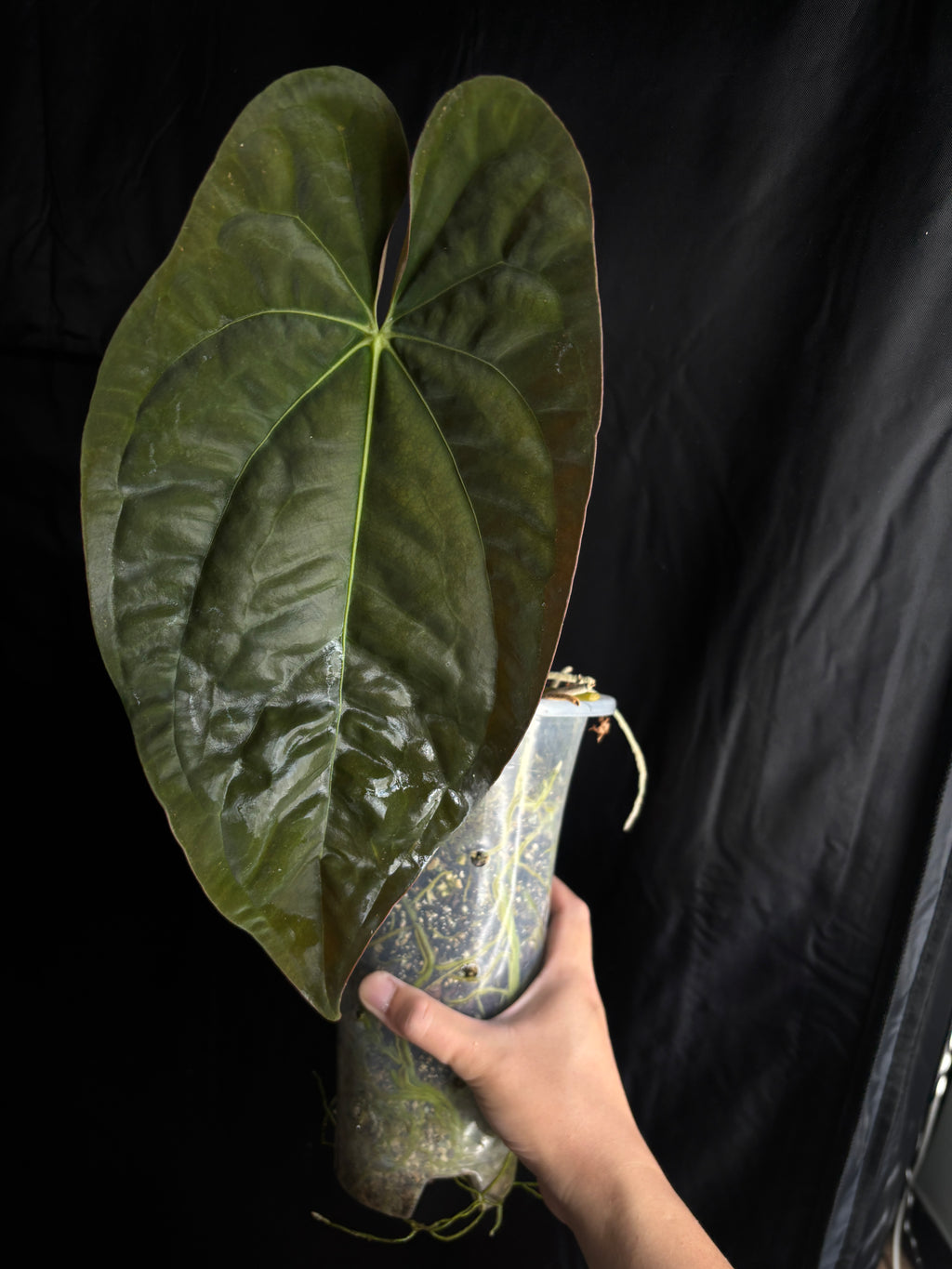 Papi RA8 x RA5 flowering size
