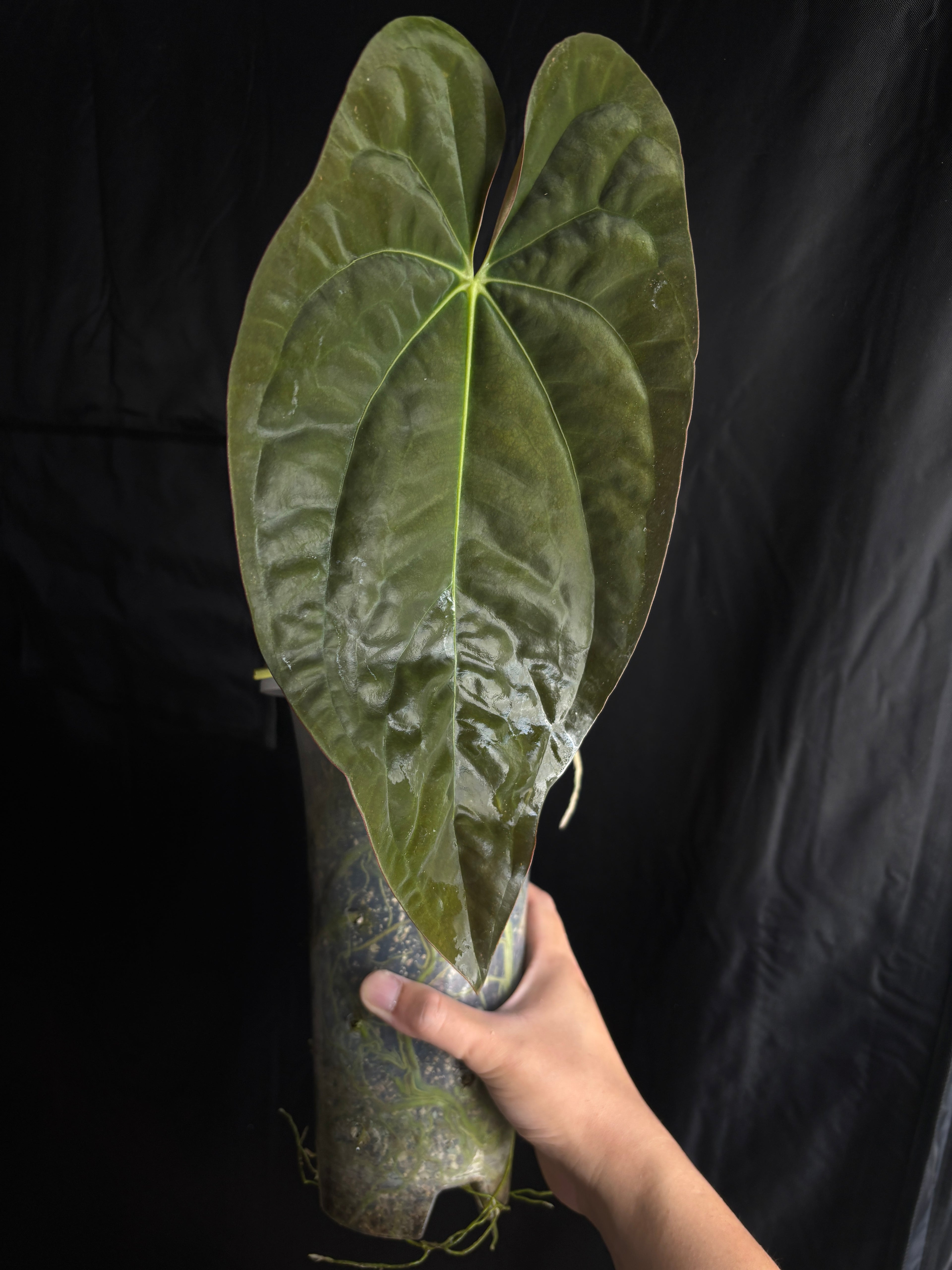 Papi RA8 x RA5 flowering size