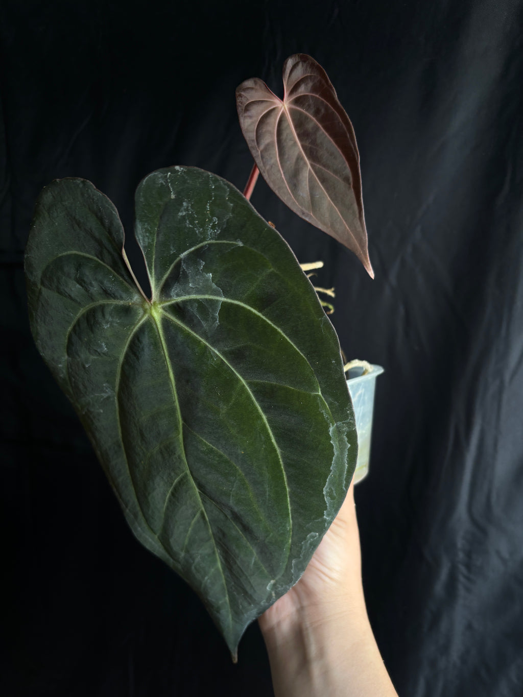 Carla GPH001 s1 x Pap RA5 s1 flowering size