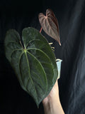 Carla GPH001 s1 x Pap RA5 s1 flowering size