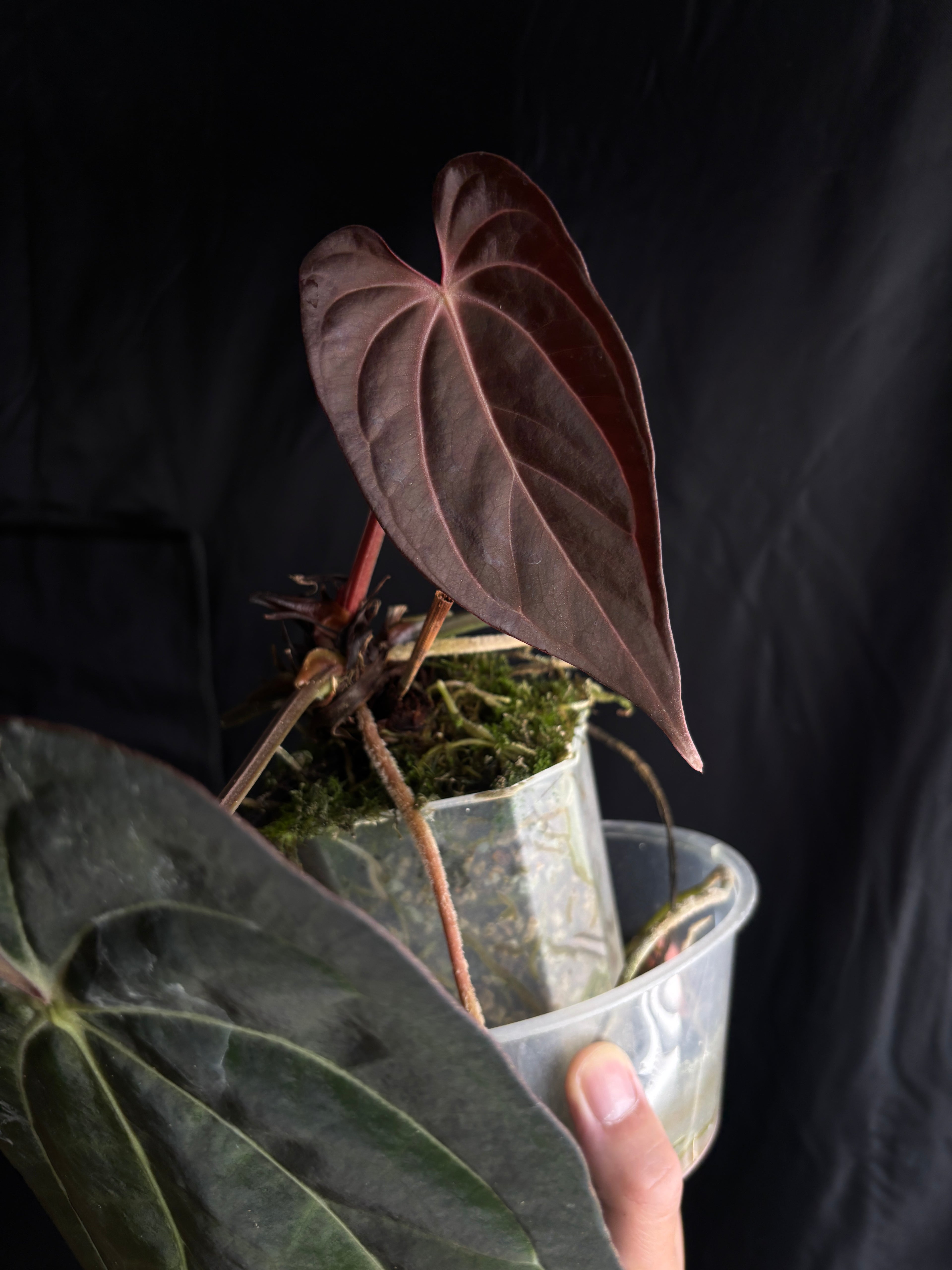Carla GPH001 s1 x Pap RA5 s1 flowering size