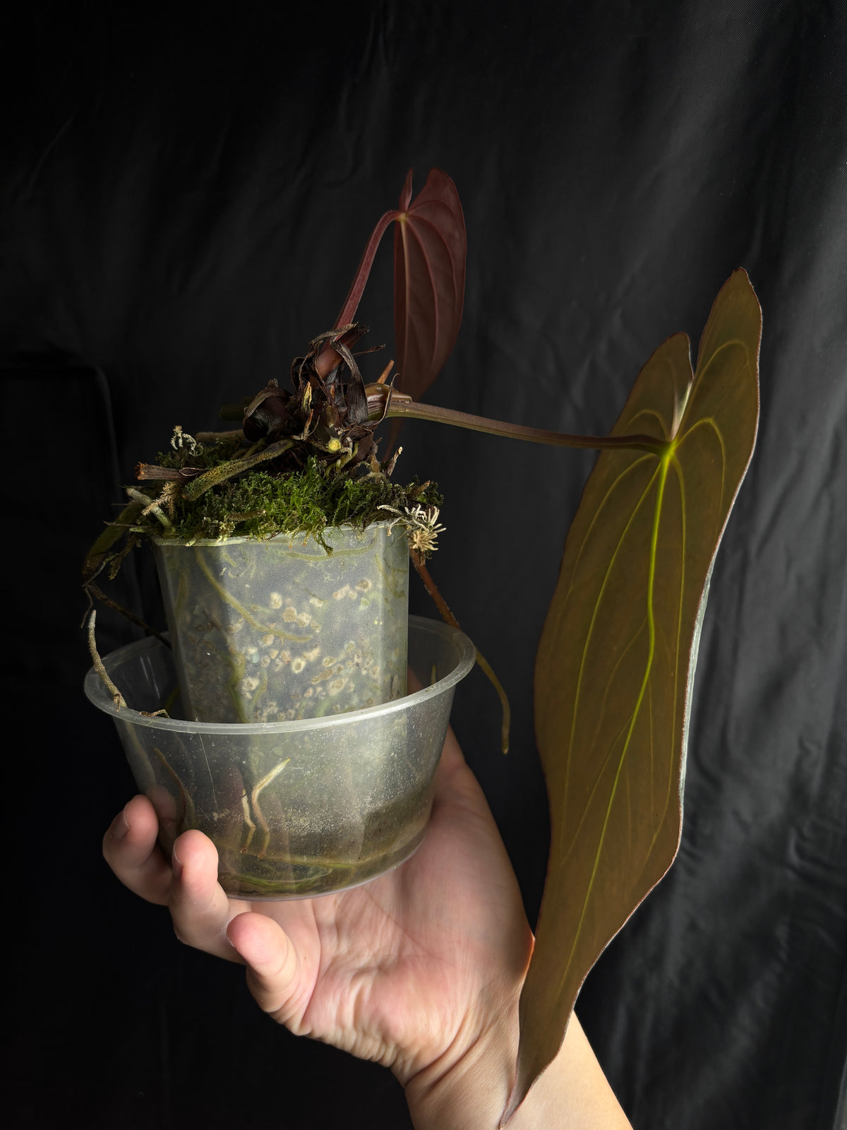 Carla GPH001 s1 x Pap RA5 s1 flowering size