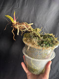 Rehab leafless pap