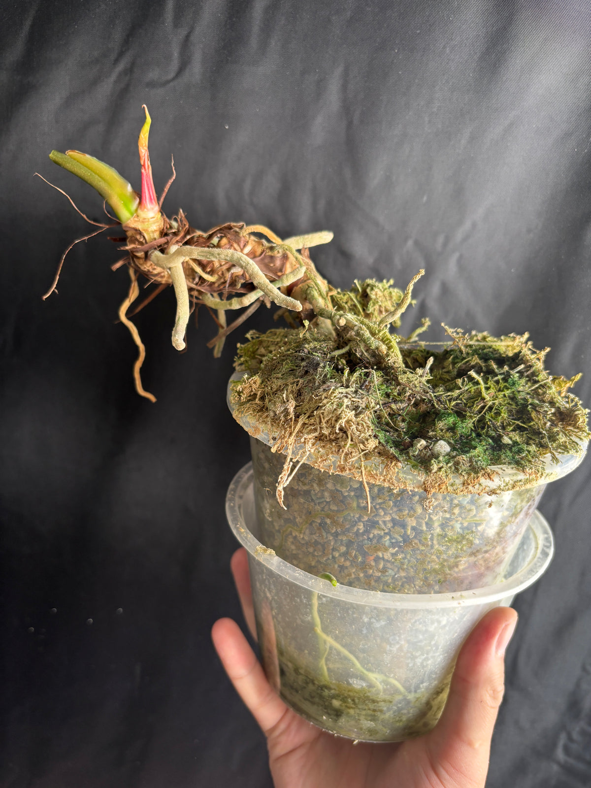 Rehab leafless pap