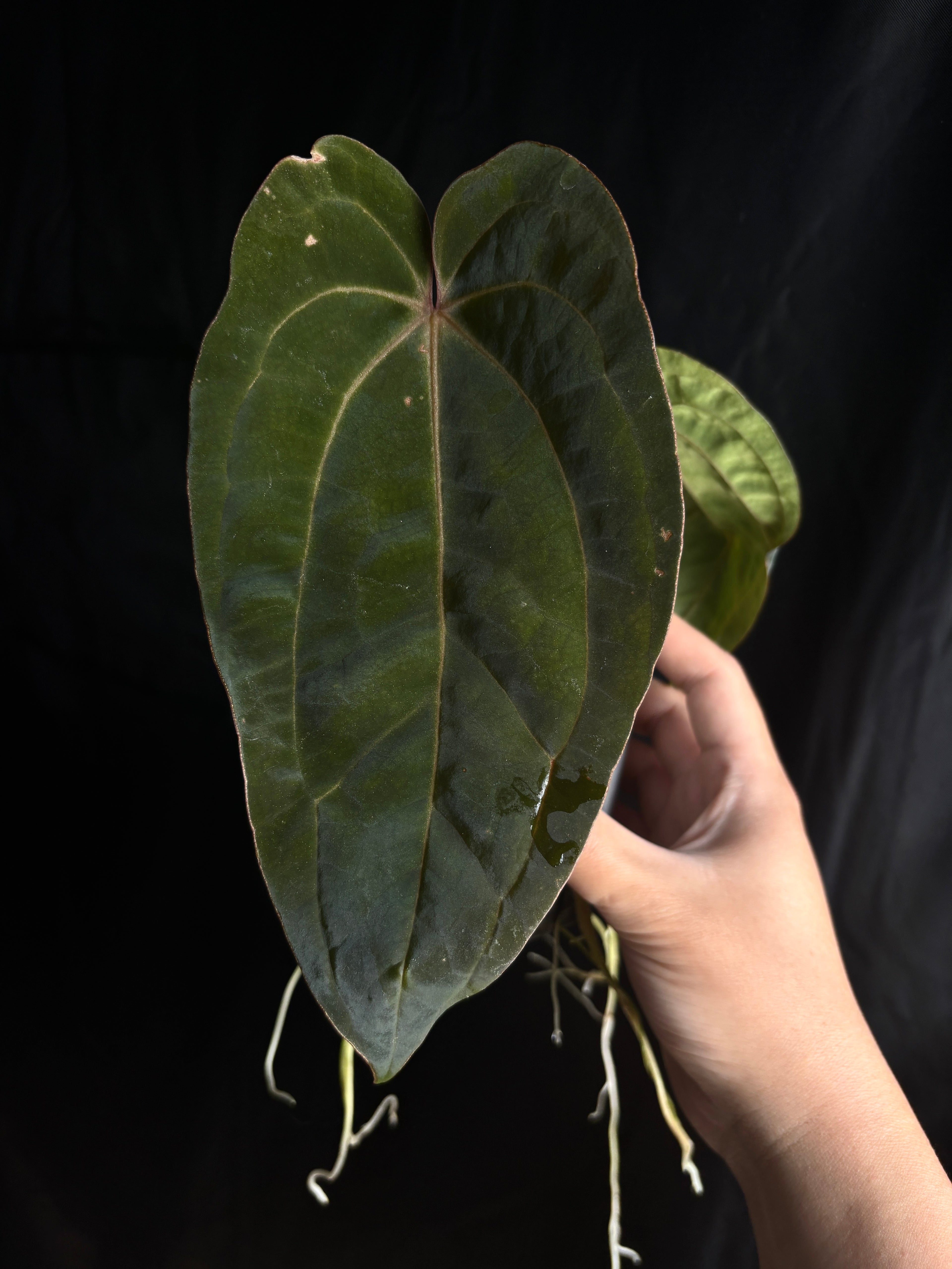 ((Dress x Carla) x BVEP) x (Carla GPH001 s1 x papi RA5 s1) exact plant