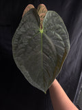 Leafless Round Papi
