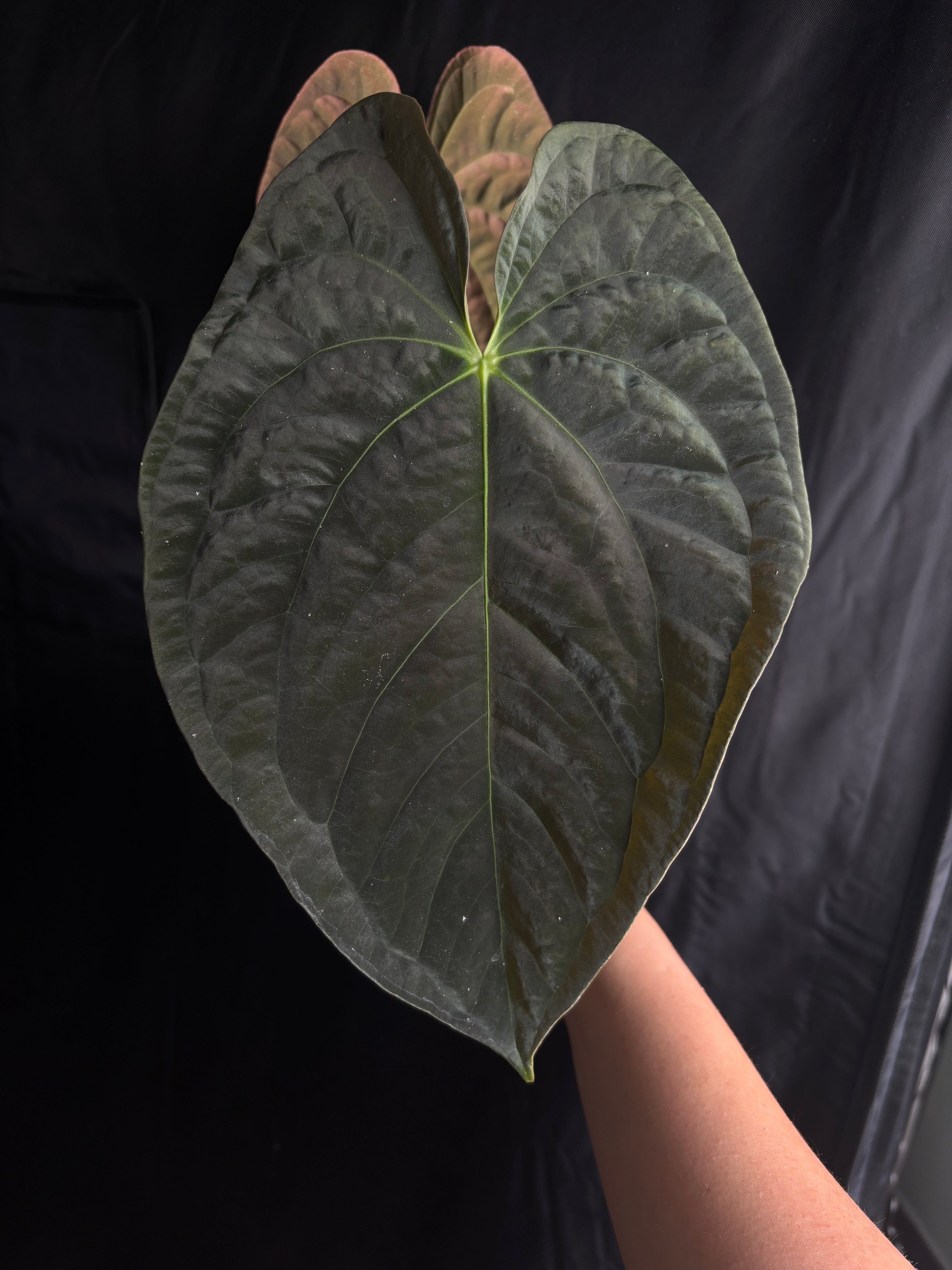 Leafless Round Papi