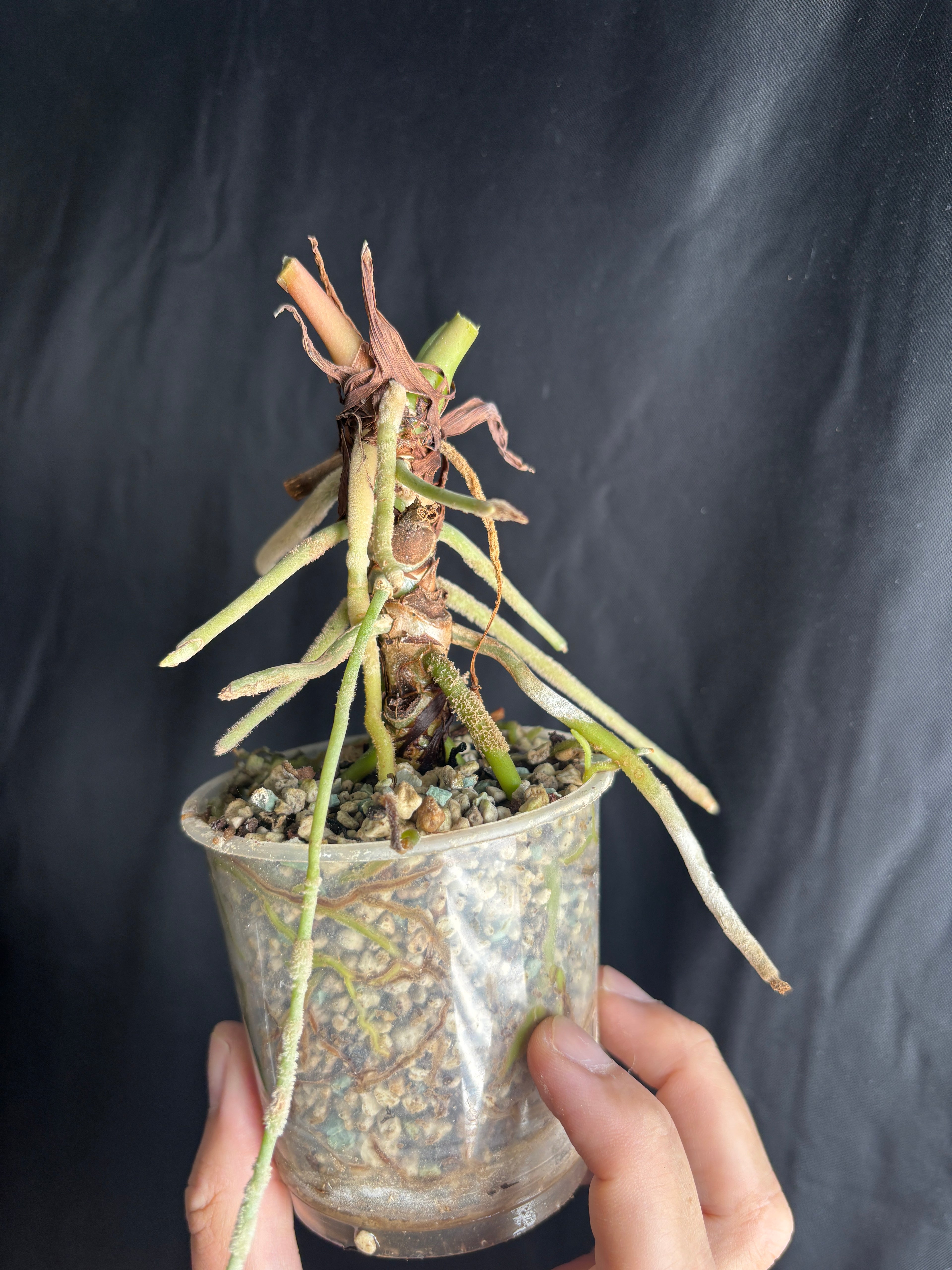 Leafless Round Papi
